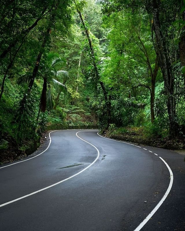 Fern Gully In Jamaica